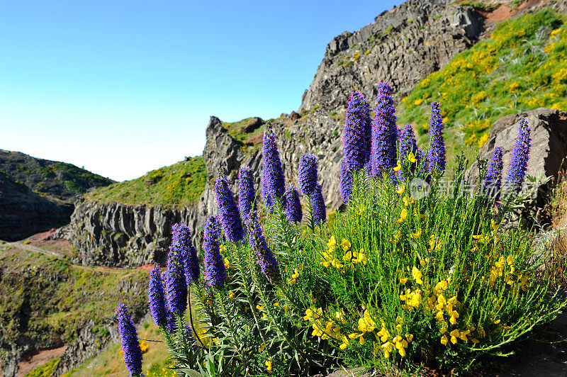 马德拉的Echium vulgare(毒蛇的嗡嗡声)